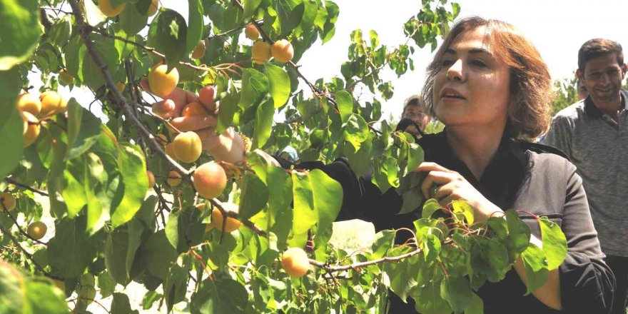 AK Parti’li Yılmaz: "Mut kayısısında bu yıl 110 bin tondan fazla rekolte gerçekleşti"