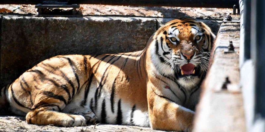 "Nazlı" Tarsus Doğa Parkı’nda