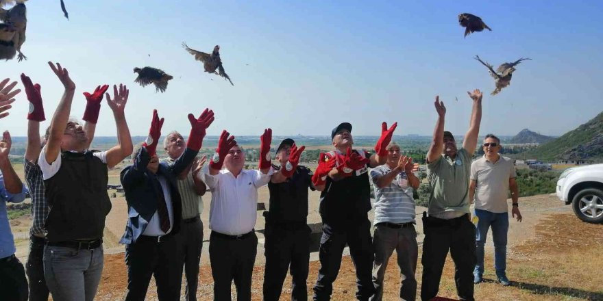 Kınalı keklikler doğaya salındı
