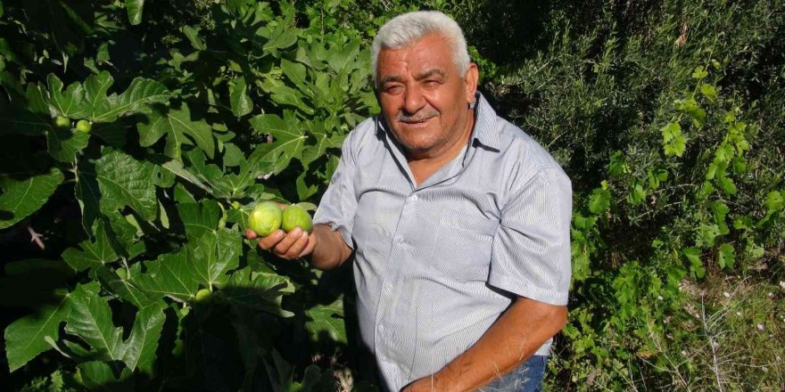 Erkenci incir üreticinin yeni gelir kapısı oldu