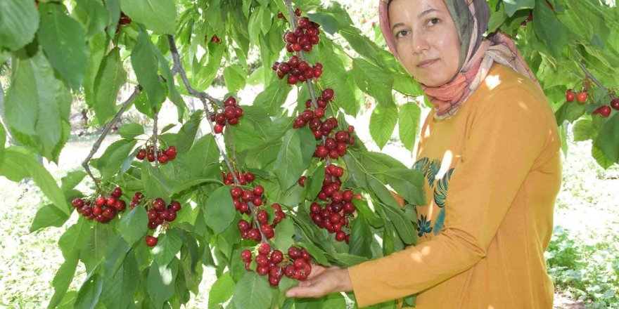 Napolyon türü kirazlar üreticinin yüzünü güldürüyor