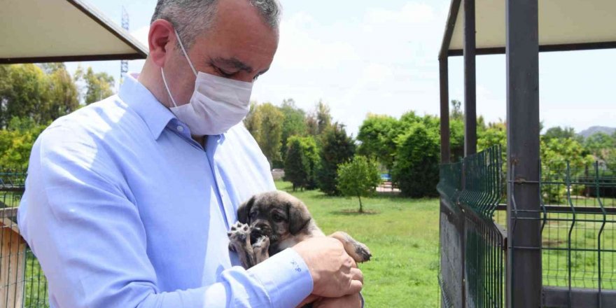 Başkan Esen: “Sokak hayvanlarının kısırlaştırma işlemini planlı bir şekilde sürdürüyoruz”