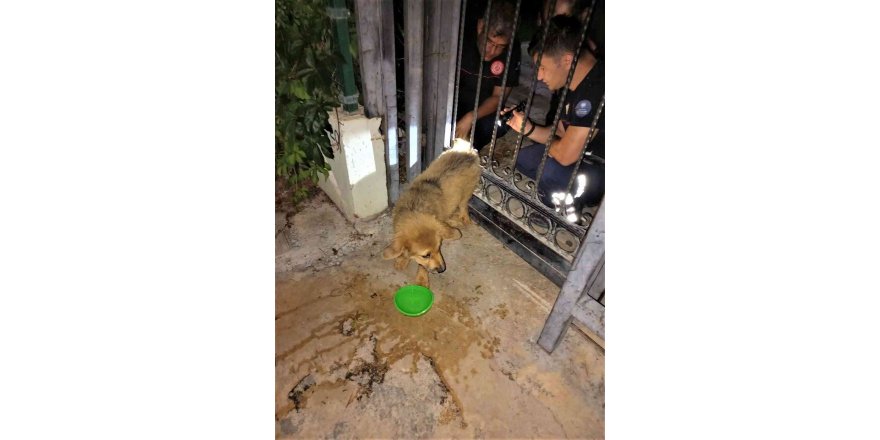 Demir parmaklıklara sıkışan köpeğin yardımına itfaiye koştu