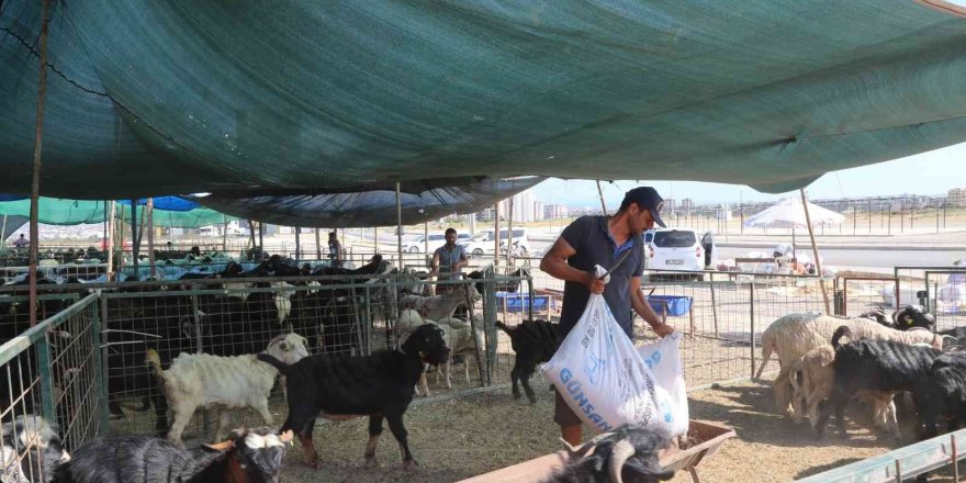Toroslar’da Kurban Satış Ve Kesim Alanları Hazırlandı