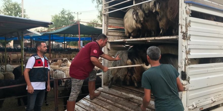 Daha fazla para kazanma vaadiyle elindeki hayvanlarından da olacaktı