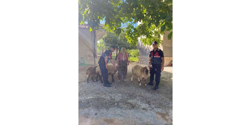 Kaybolan koyunlarını jandarma buldu