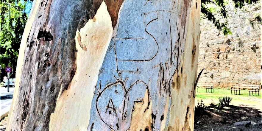 Tarihi Hadrianus Kapısı’nın yanında bulunan asırlık okaliptus ağacına ’aşk’ tahribatı