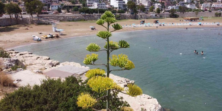 Bir ayda 5 metre uzamıştı, 60 yıl sonra çiçek açtı