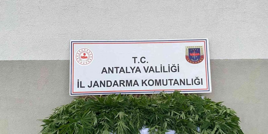 Tapulu arazilerinde kenevir yetiştiren şüpheliler yakalandı