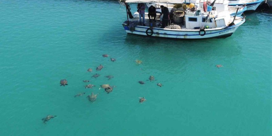 Balıkçıların dostu caretta carettalar döndü, bu kez kat kat fazla