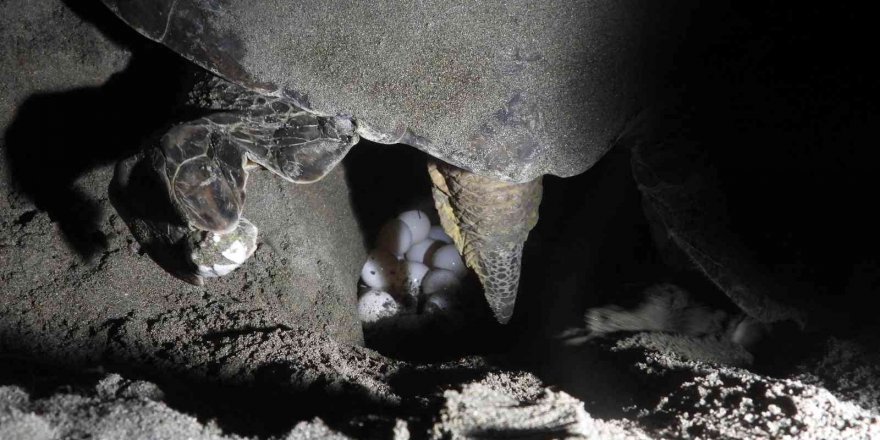 Hatay’da deniz kaplumbağaları yumurtalarını bırakıyor