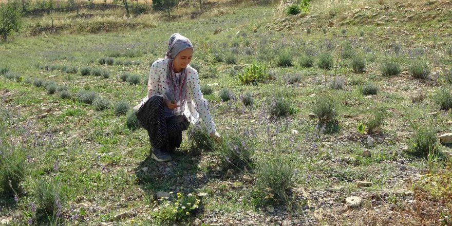 Atıl araziyi lavanta üretimine kazandırdı