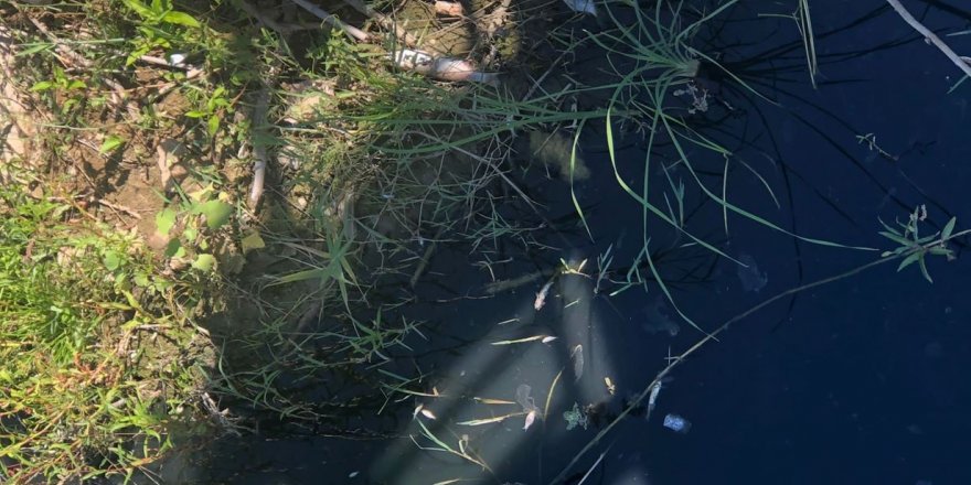 Antalya’da otel lojmanından gelen atık su balık ölümlerine neden oldu