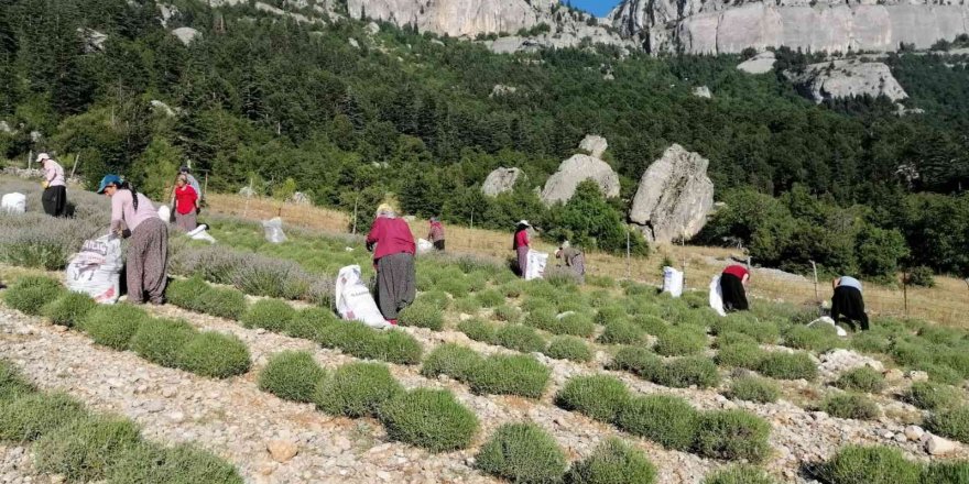 Mor tarlalarda hasat başladı