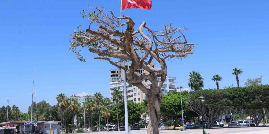 Mersin’deki asırlık ağacın zehirlenmesiyle ilgili 3 şüpheli gözaltına alındı