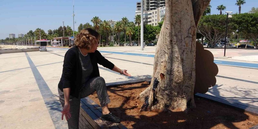 Mersin’de yarım asırlık ağacın kurutulmasına tepki