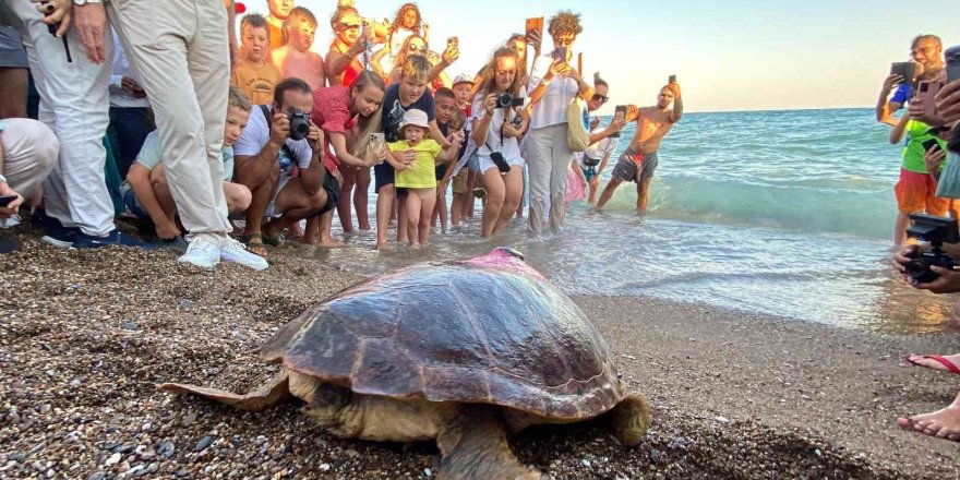 Tedavisi tamamlanan 30 yaşındaki kaplumbağa, uydu cihazı takılıp denize bırakıldı