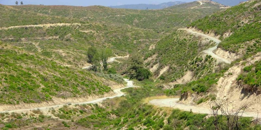 Geçen yıl yanan ormanlık alan küllerinden yeniden doğdu