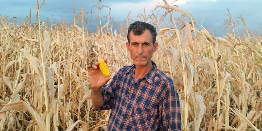 Mısır susuz kaldı, verim yarıya düştü