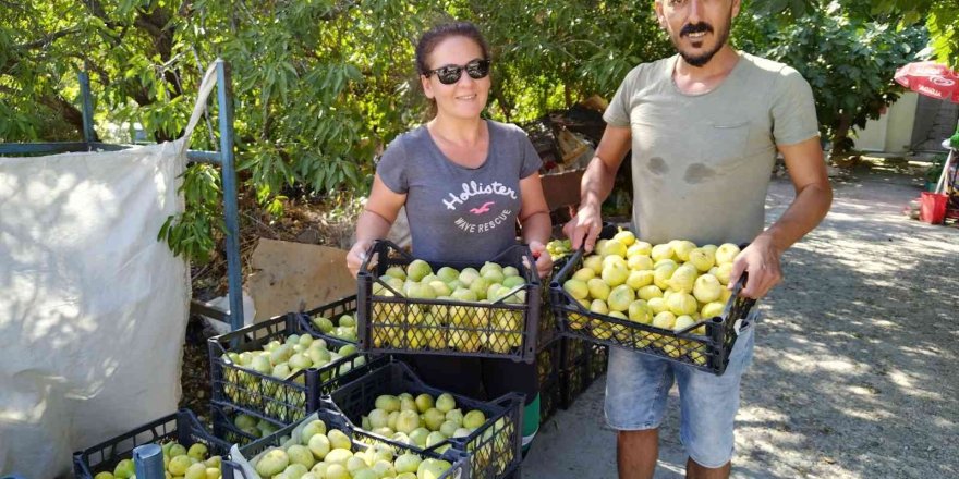 Silifke inciri Dubai ve Katar’a ihraç ediliyor