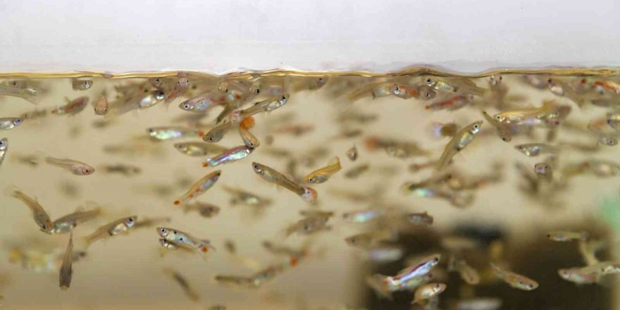 Sivrisinekle mücadele için 37 bin balık havuzlara bırakıldı