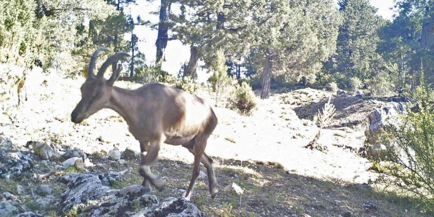 Yaban keçileri Burdur’a uyum sağladı