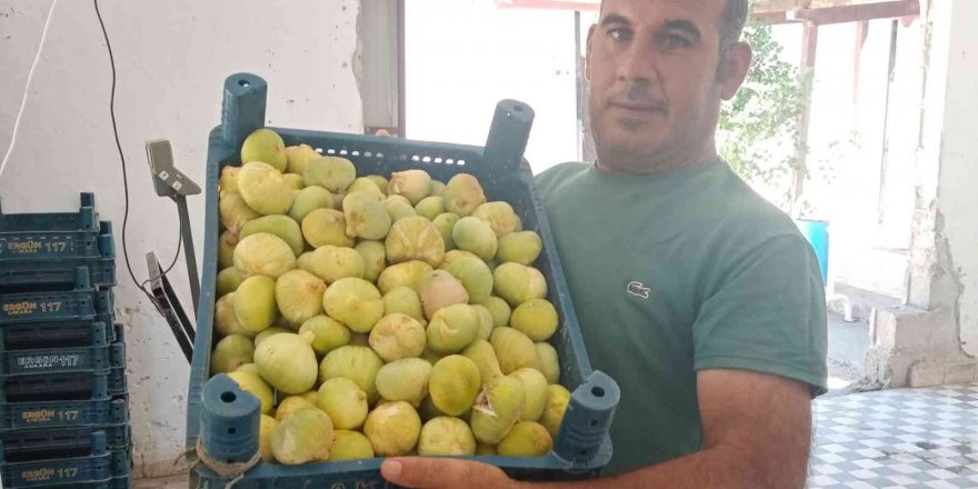 Beyaz incirde 30 bin ton rekolte bekleniyor