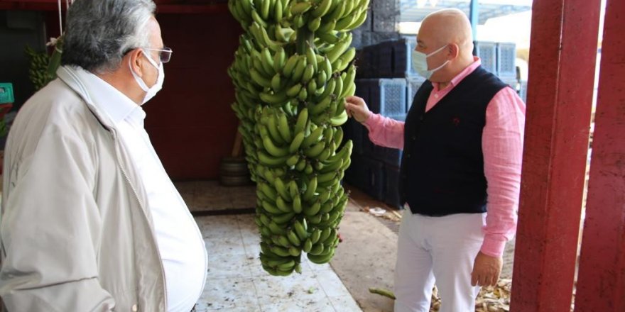 Alanya Muzu coğrafi işaret ile tescillendi