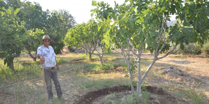 800 rakımlı mahallede yaş incir rekoltesi üreticinin yüzünü güldürecek