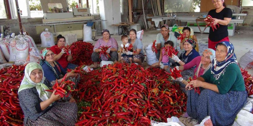 Biberin salçaya uzanan zahmetli yolculuğu başladı