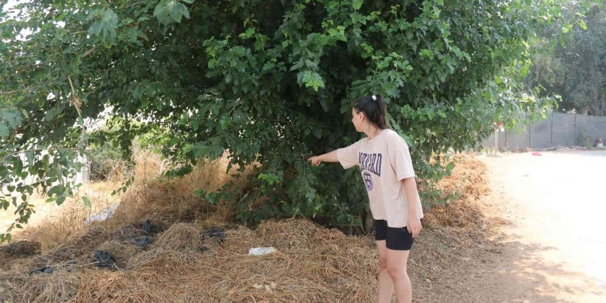 Antalya’da vicdanları sızlatan olay: Ağaç altında bebek bulundu