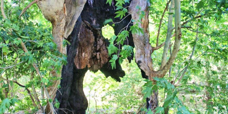 Yıldırım düşen 600 yıllık çınar ağacı yıllara meydan okuyor