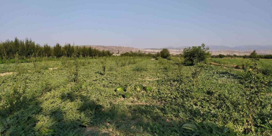 Korkuteli’de kooperatif karpuz alımına başladı