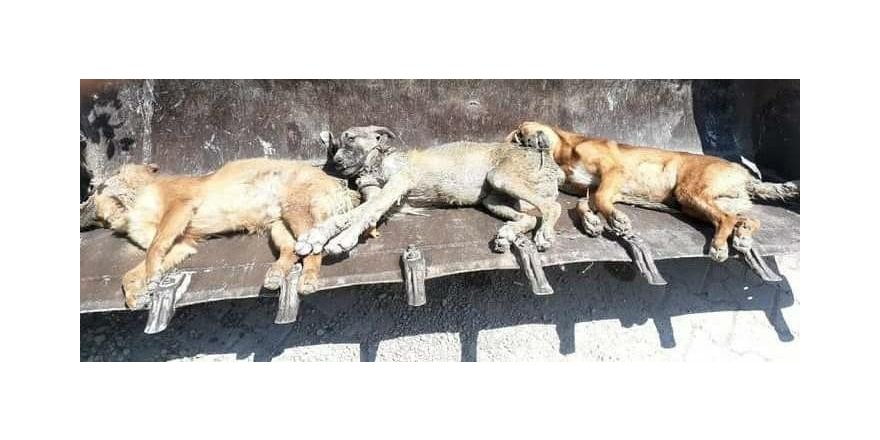 Bayraktar: "Hatay’da bir ayda 17 kedi ve köpek zehirlenerek öldürüldü"