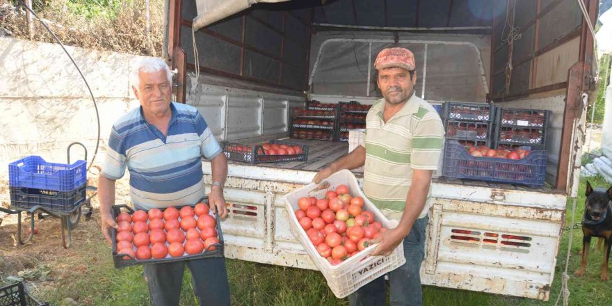 800 rakıma deneme amaçlı sera kurdu, tonlarca domates ve biber yetiştiriyor