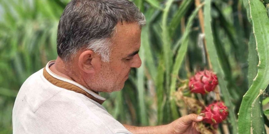 Ejder meyvesi üreticinin yüzünü güldürdü