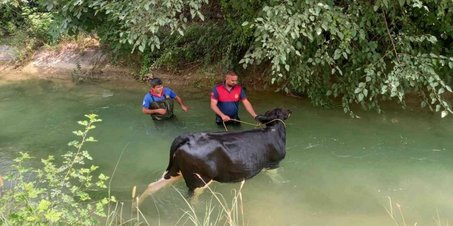 Sulama kanalına düşen ineğin yardımına itfaiye yetişti
