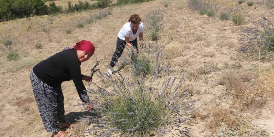 Antalya’da çorak topraklar lavanta ile mora büründü