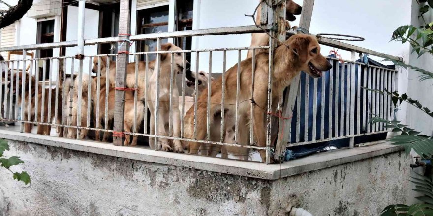 İhbar üzerine adrese gelen hayvanseverleri şok eden görüntü