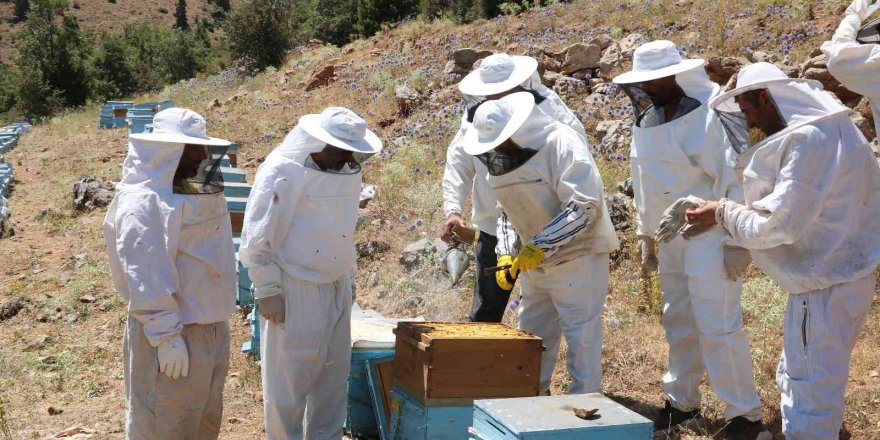 Arıcıların bal mesaisi başladı