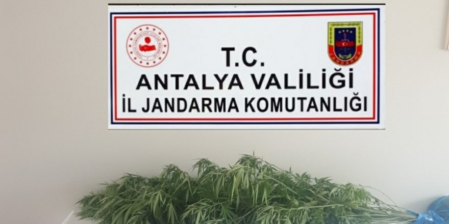 Antalya’da jandarmadan kenevir operasyonu: 1 gözaltı