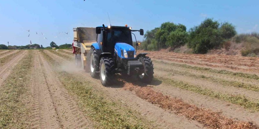 Yer fıstığında hasat zamanı: Kilosu 24 lira