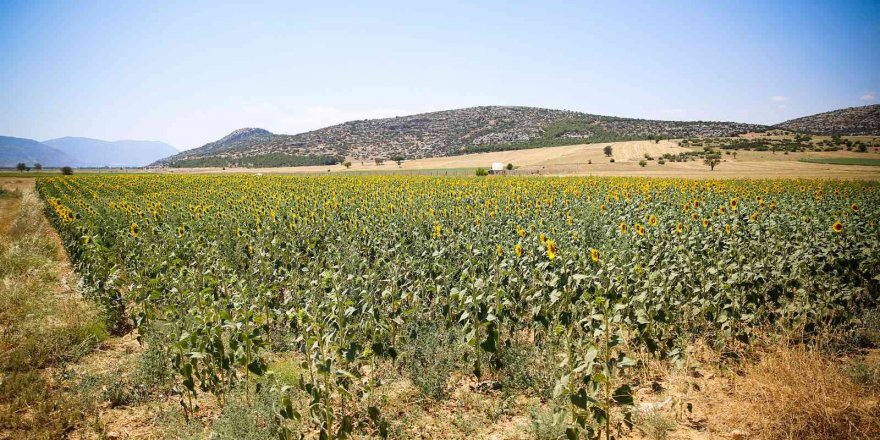 Büyükşehirin verdiği ayçiçek tohumları çiçek açtı