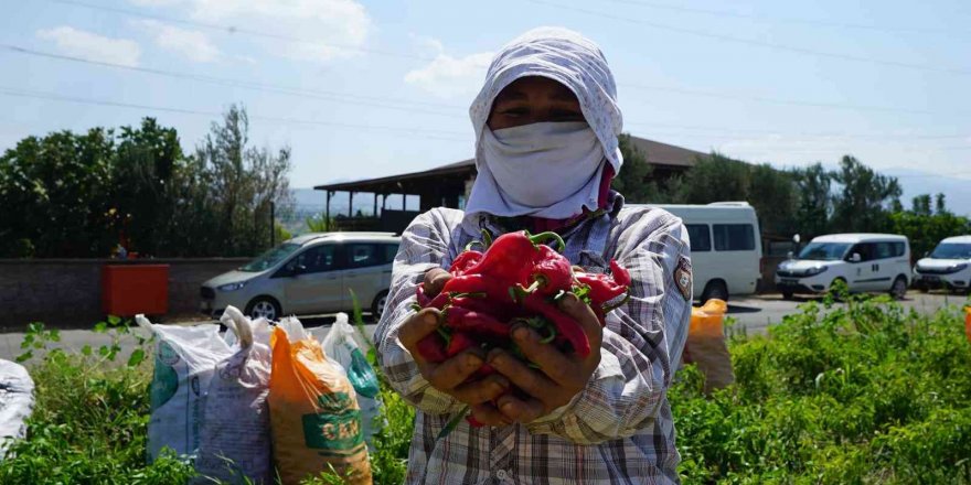 Kahramanmaraş’ta dağıtılan biberde hasat başladı