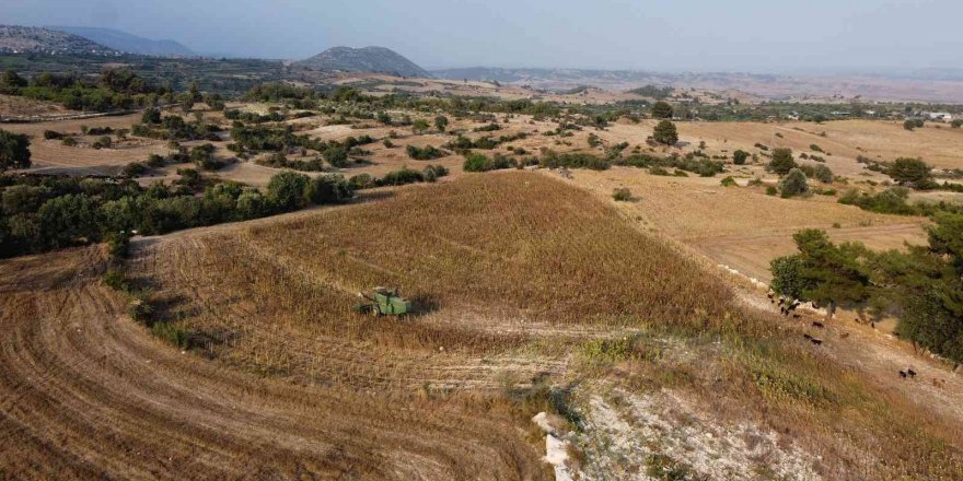 Tarsus’ta üreticiye dağıtılan ayçiçek tohumlarının hasadı yapıldı