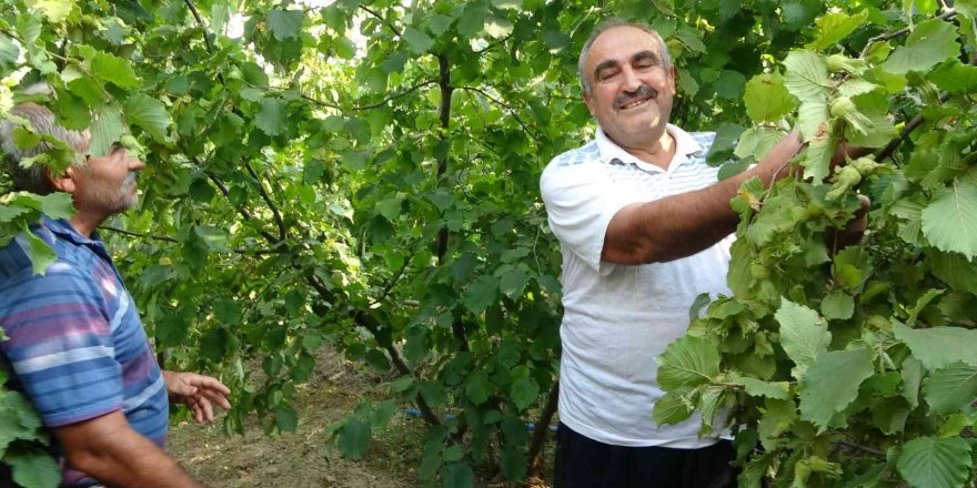 Burası Ordu değil Adana: Fındık hasadı başladı