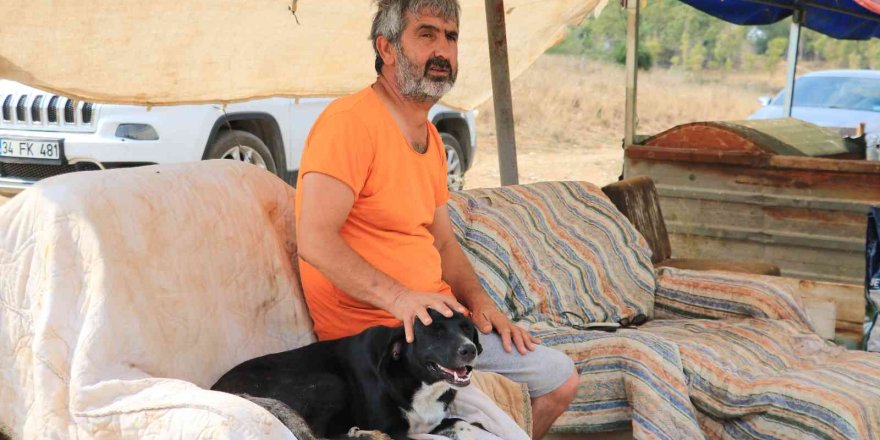 Almanya bir sokak köpeği kazandı