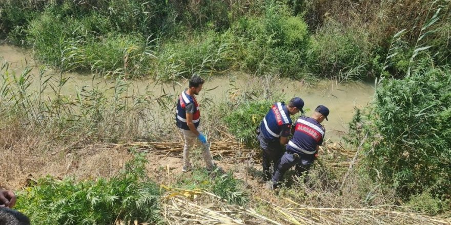 Serik’te sazlık alanda 112 kök kenevir ele geçirildi