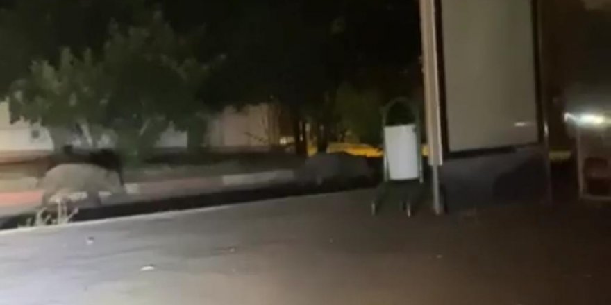 Çukurova Üniversitesi Yerleşkesinde Domuz Görüldü