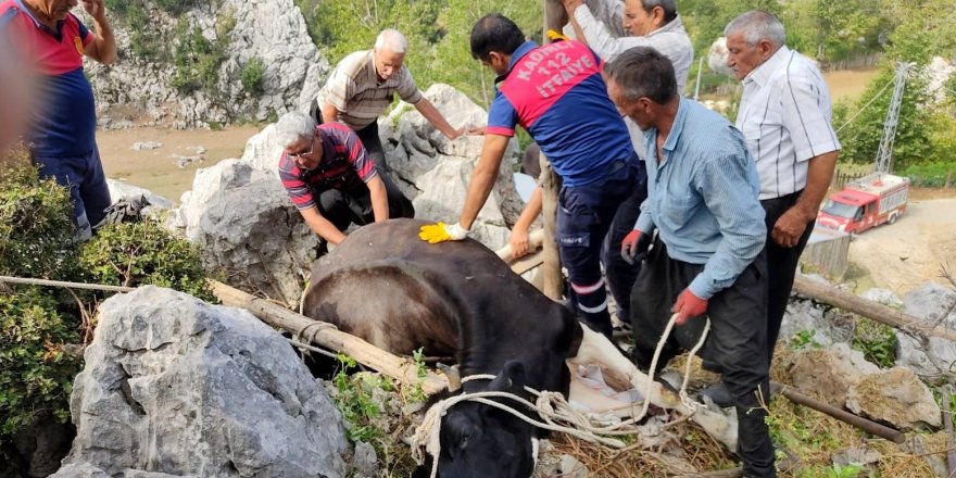 Otlanırken kayaların arasına düşen ineği itfaiye kurtardı